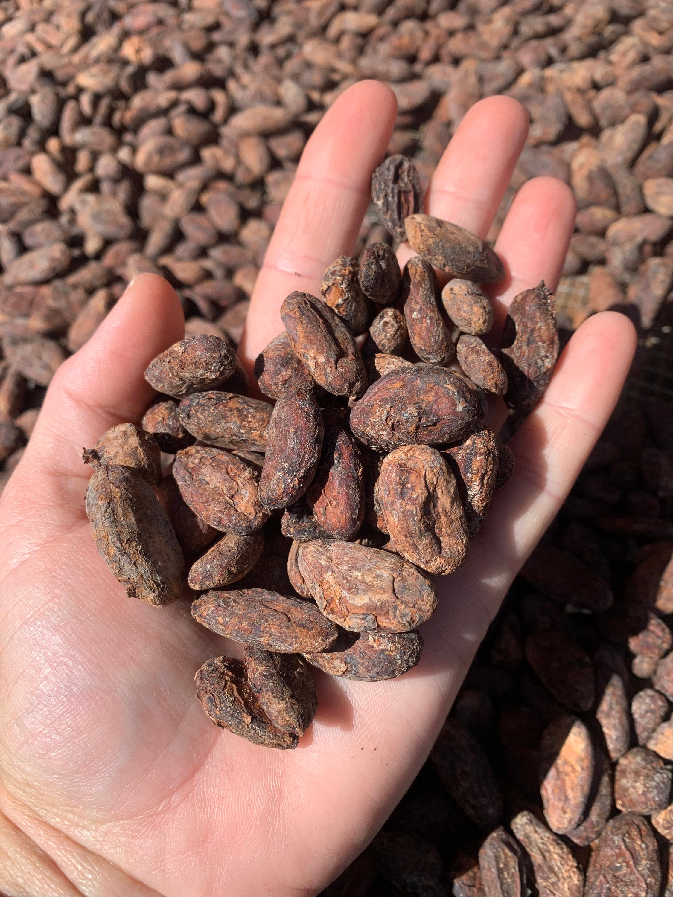 1lb Dried Hawaiian Cacao Beans (Hawaii Grown)