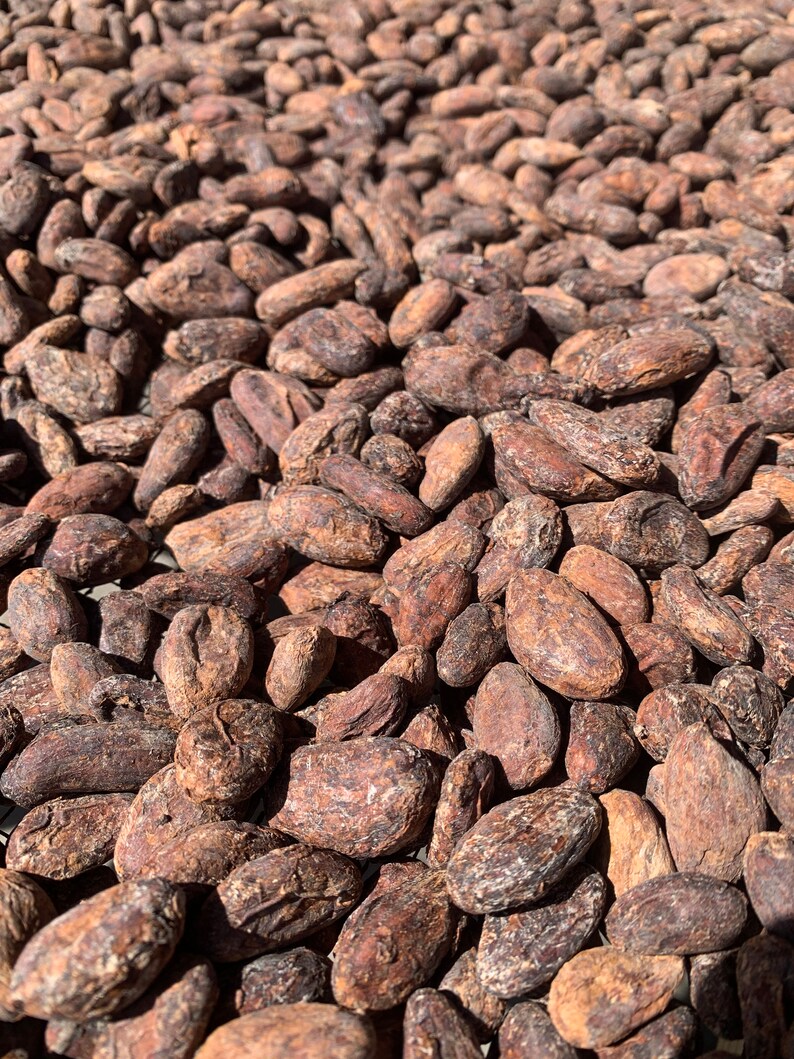 Dried Hawaiian Cacao Beans hawaii Grown Etsy