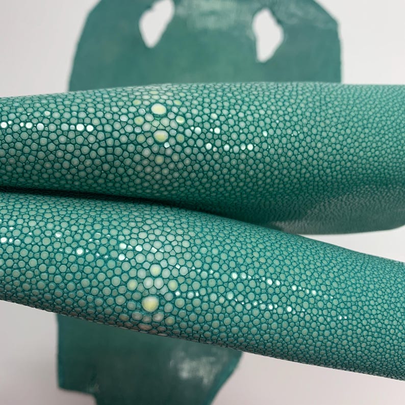 K&ouml;nnte beinhalten: Nahaufnahme von teal-farbenem Stachelrochenleder. Das Leder hat eine strukturierte Oberfl&auml;che mit kleinen, eng gepackten, runden Erhebungen. Einige Erhebungen haben einen helleren, gelblichen Farbton. Das Leder ist aufgerollt, mit einem St&uuml;ck Leder im Hintergrund.