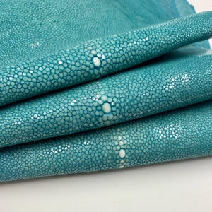 Pelle di razza turchese, pelle di pesce, verde blu, naturale, superficie lucida, per bracciali, girocolli, portafogli, borse, cinturini per orologi