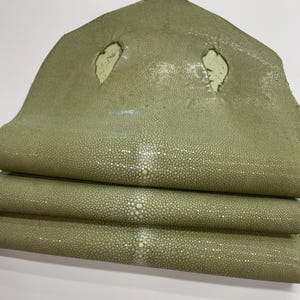 Könnte beinhalten: Ein salbeigrünes Rochenleder mit einer strukturierten Oberfläche aus kleinen, perlenartigen Erhebungen und einem markanten, helleren Mittelstreifen. Das Leder weist zwei unregelmäßige Öffnungen mit rauen Kanten am oberen Rand auf.