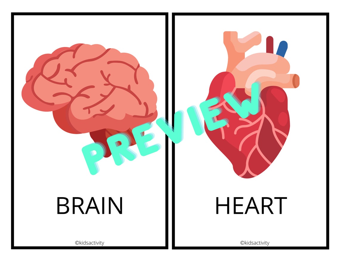 Human body parts anatomy flashcards human organs science Etsy
