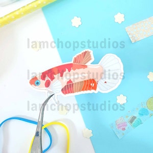 May include: A sticker of a red, orange, and white betta fish with a white background. The fish is swimming to the right and has a long, flowing tail.