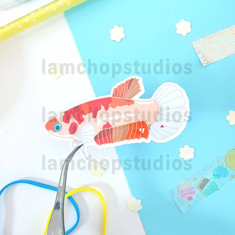 May include: A sticker of a red, orange, and white betta fish with a white background. The fish is swimming to the right and has a long, flowing tail.