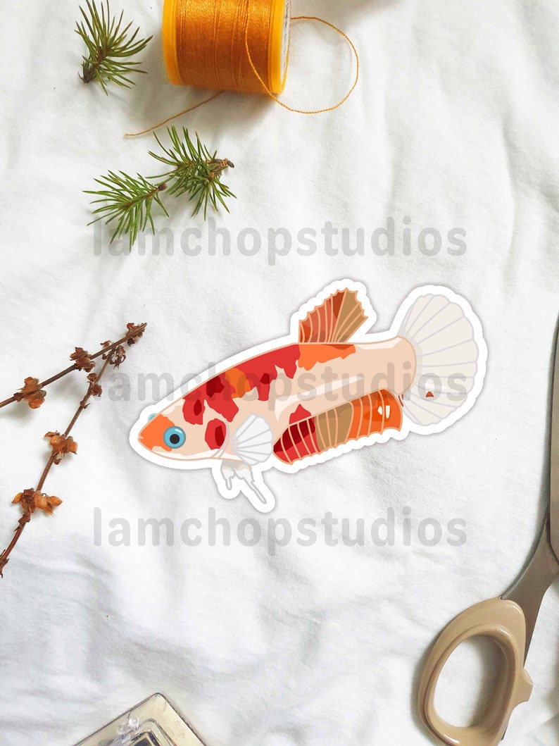 May include: A sticker of a red, orange, and white betta fish with a white background. The sticker is on a white fabric surface with a spool of thread and a pair of scissors.