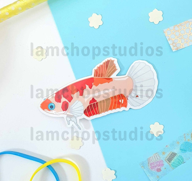 May include: A red, orange, and white betta fish sticker with a white background. The sticker is on a blue and white surface.