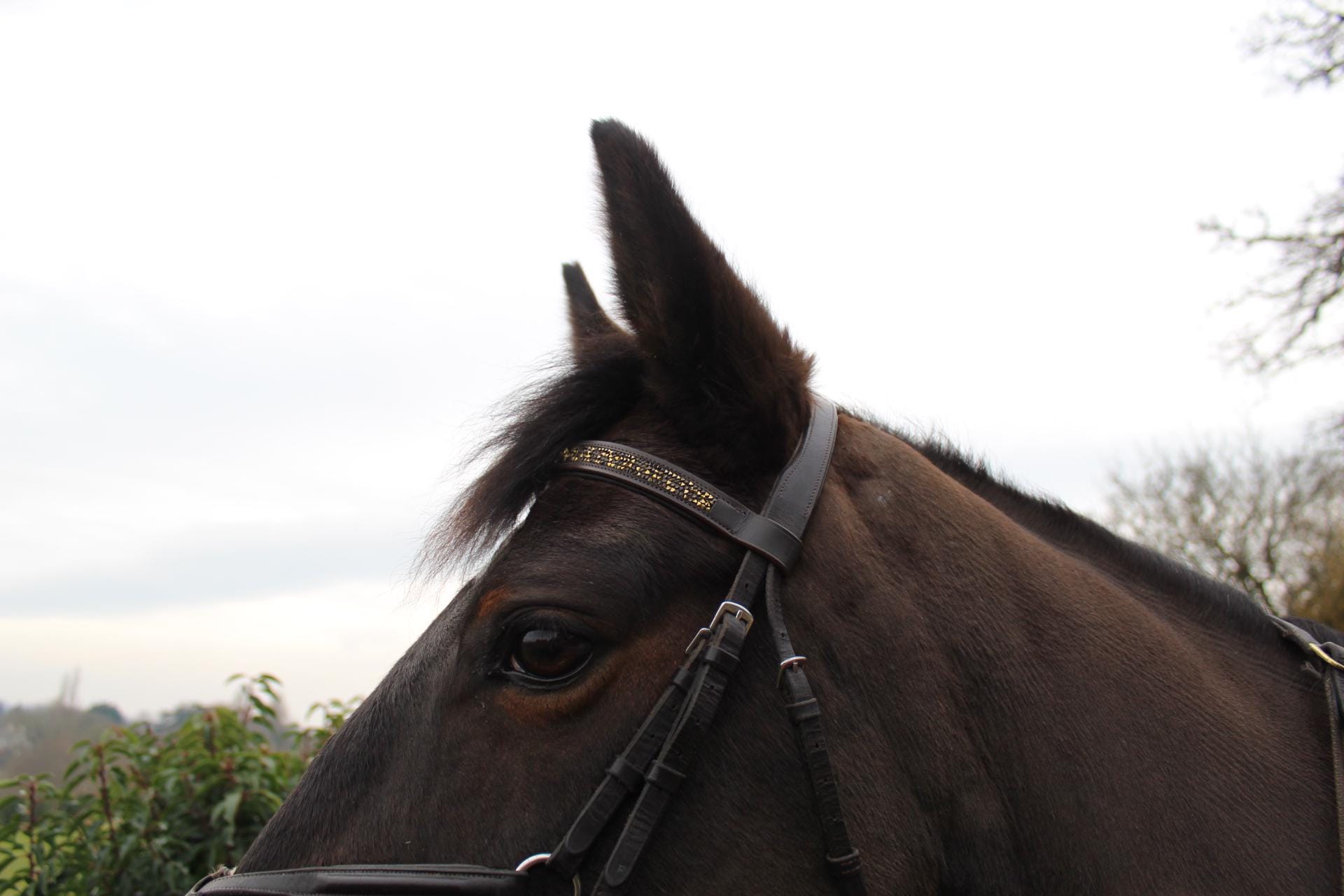 Bridon Anglais EvoEquine Avec Frontail Clincher - Occasion, Parfait Pour L'équitation !