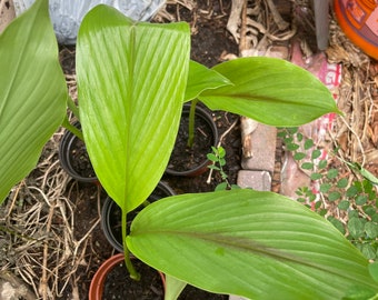 Live Black Turmeric Plant (Curcuma Aromatica) for Skin Care