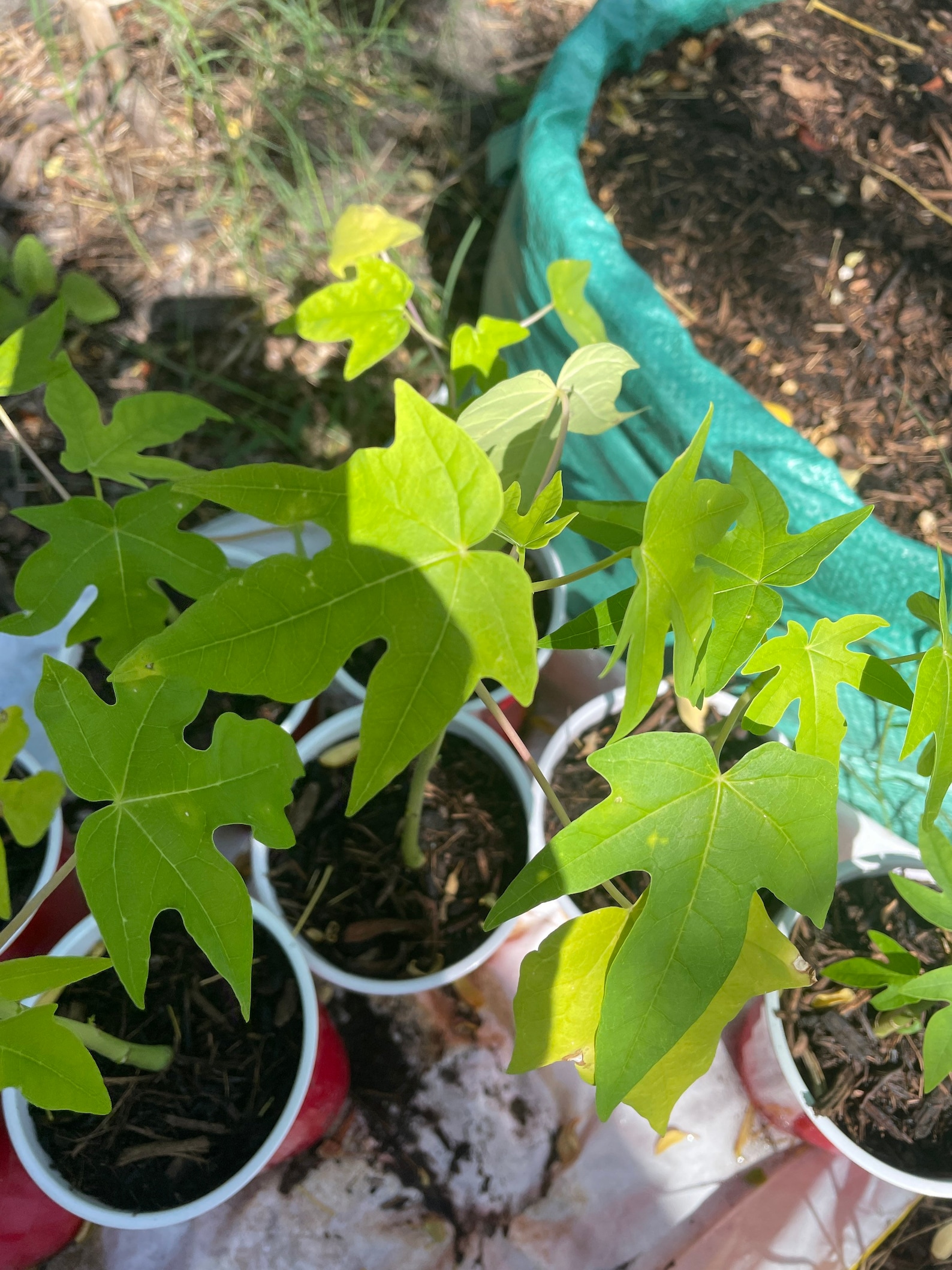 Small Papaya Plant Fast Shipping Easy to Grow Healthy Etsy
