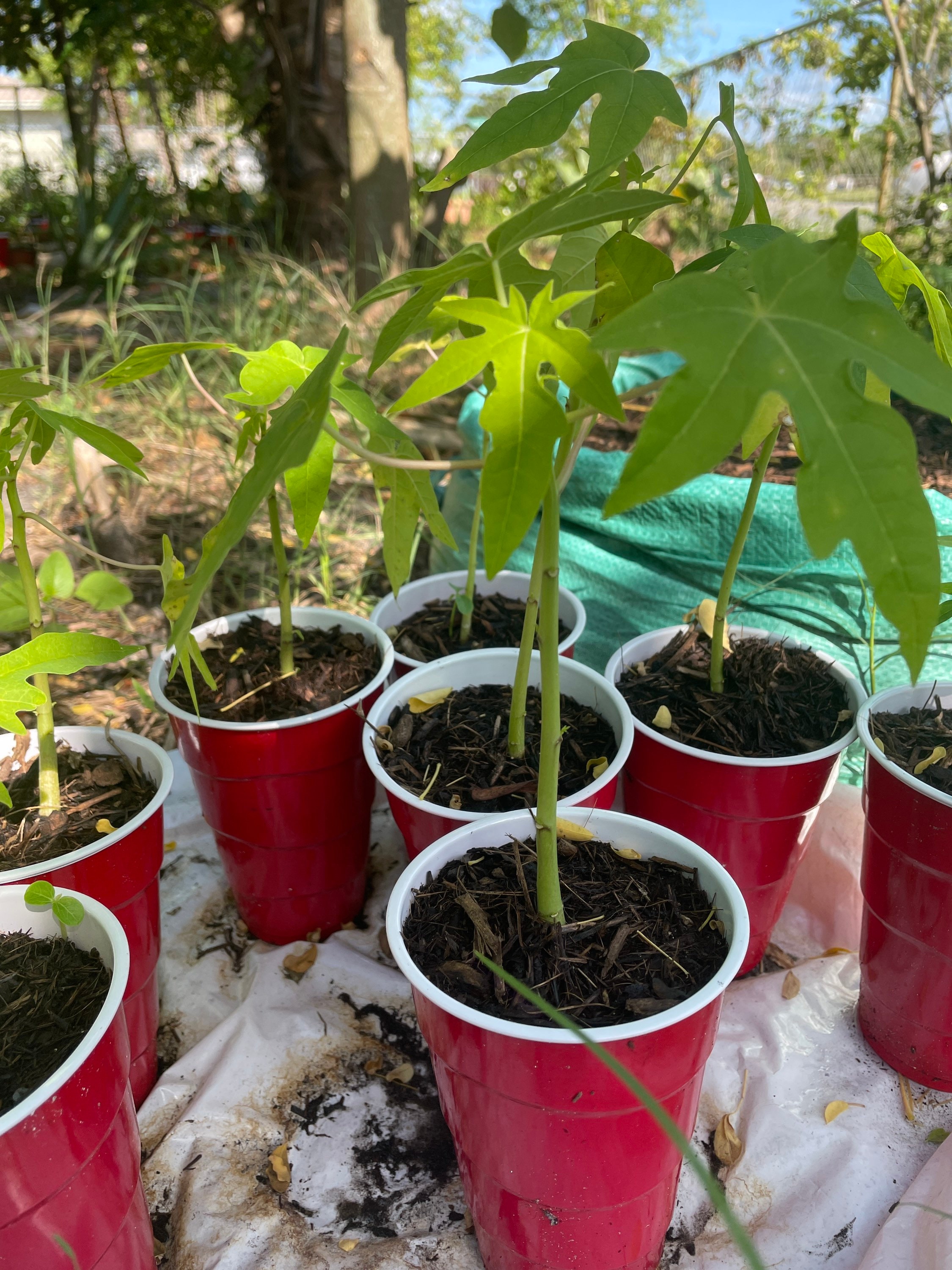 Small Papaya Plant Fast Shipping Easy to Grow Healthy Etsy