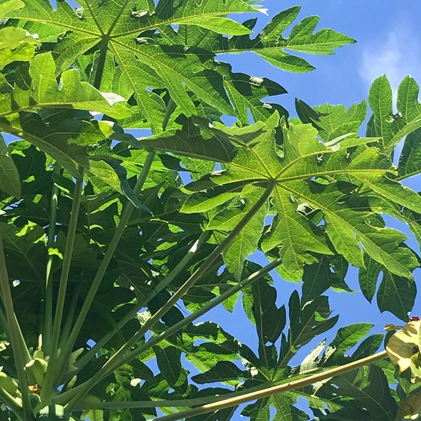 3 Oz Fresh Florida Grown Organic Hand Picked Papaya Leaves- Fast Shipping! Best Seller! Grade A+! No Spray! Non-GMO!