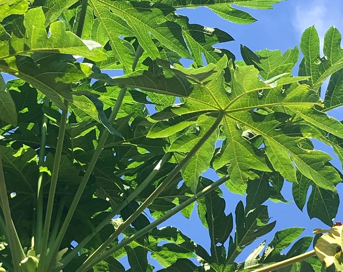 Fresh Papaya Leaves Organically Grown No PESTICIDES Etsy