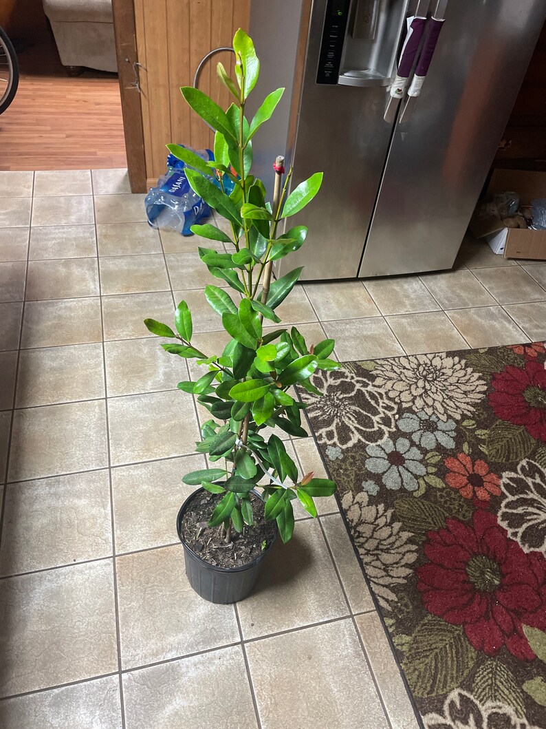 Indian Lemon Bay Rum Plantsarvasugandhiallspice Leaves Etsy