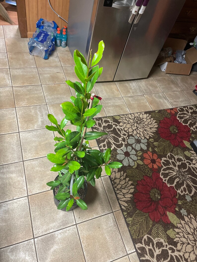 Indian Lemon Bay Rum Plantsarvasugandhiallspice Leaves Etsy