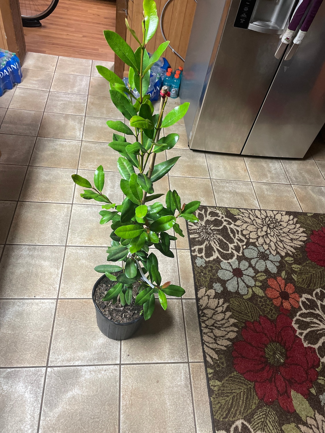 Indian Lemon Bay Rum Plantsarvasugandhiallspice Leaves Etsy