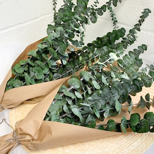 Premium Preserved Eucalyptus (bunch) |eucalyptus decor | wedding garland | eucalyptus runne