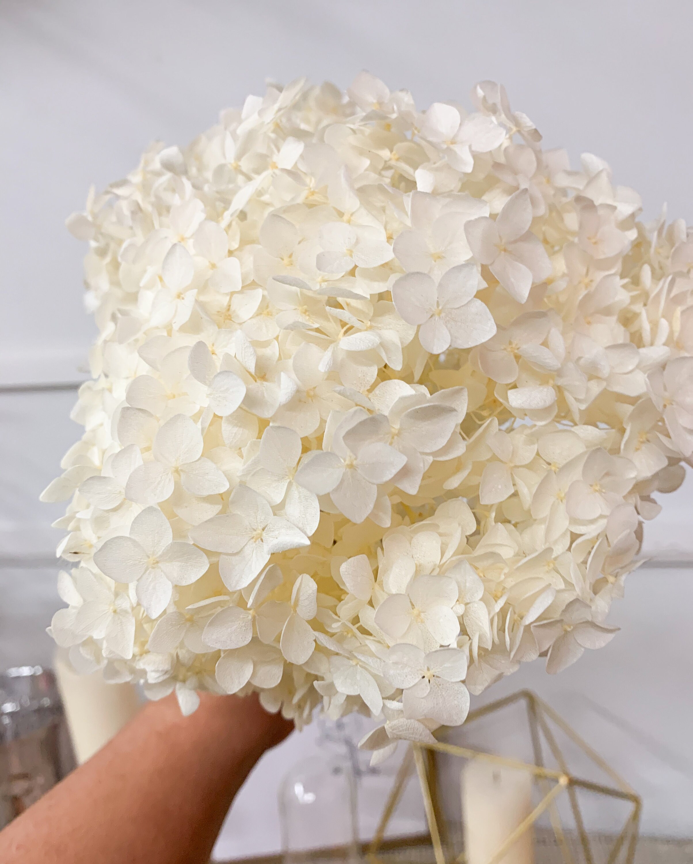 Premium Preserved Hydrangea Etsy