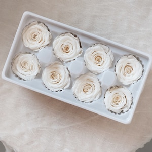 Premium Preserved Roses- White (Pack of 8)| Everlasting Roses | Dried Flowers | Roses|DIY Supplies|Sustainable|