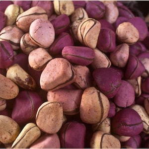 Könnte beinhalten: Nahaufnahme eines Haufens brauner und violetter Nüsse. Die Nüsse sind glatt und haben eine leicht runzelige Textur. Sie sind in einem zufälligen Muster angeordnet.