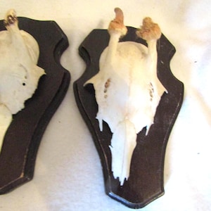 Vintage Roe Deer -  Mounted skulls - 2 Skulls mounted on wooden shield