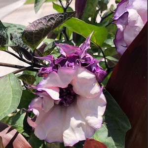 Datura Metel Double Purple Devil&#39;s Trumpet Seeds