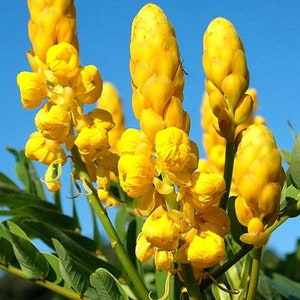 Candlestick Cassia Senna Alata