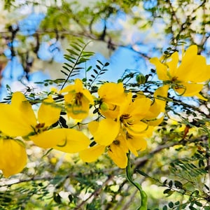 Cassia Auriculata Seeds- Cassia Tree- Yellow