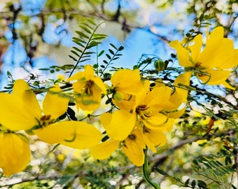 Cassia Auriculata Seeds- Cassia Tree- Yellow