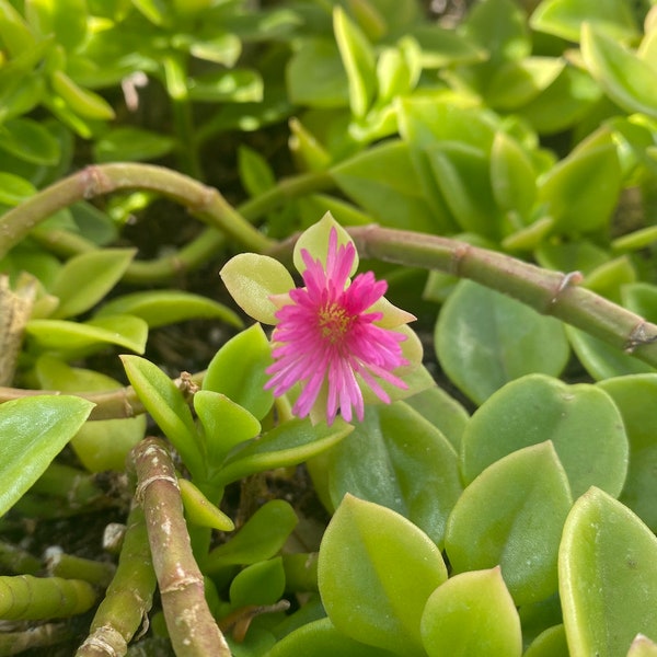 Baby Sun Rose Seeds- Aptenia Cordifolia - Mesembryanthemum Cordifolium - Heart-Leaf - Red Aptenia - Heartleaf Iceplant