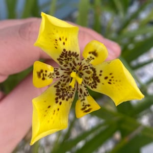 Yellow Walking Iris Seeds