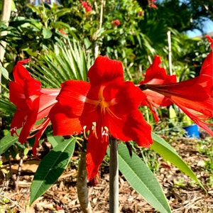 Amaryllis Red Seeds