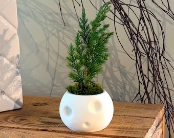 Kodama Kerra Pot Planter | Indoor Plant Pot | Succulent Planter | Modern Minimalist Pot