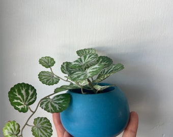 concrete planter /  small indoor planter / concrete pottery/  planter plant pot blue  planter succulent pot