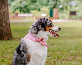 Pet Bandana M (Pack of 3)