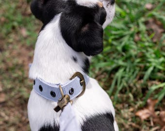 Buckle Dog Collar Small