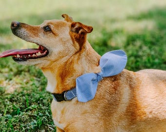 Snap-On Dog Collar Small - 20" - 26"