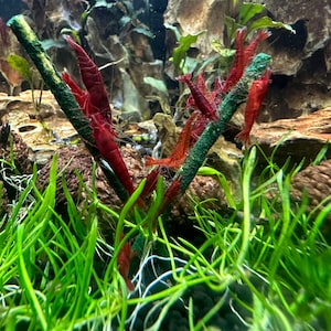 Shrimpl Sticks Shrimp Lolly Treat – Natural Food for Aquarium Shrimp, Snails, Fish