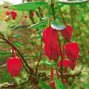 Könnte beinhalten: Nahaufnahme einer roten Blüte mit grünen Blättern. Die Blüte hat die Form einer Glocke und hängt an einem Zweig. Der Hintergrund ist verschwommen und grün.