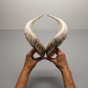 Ram Horns • Medium Size • Light