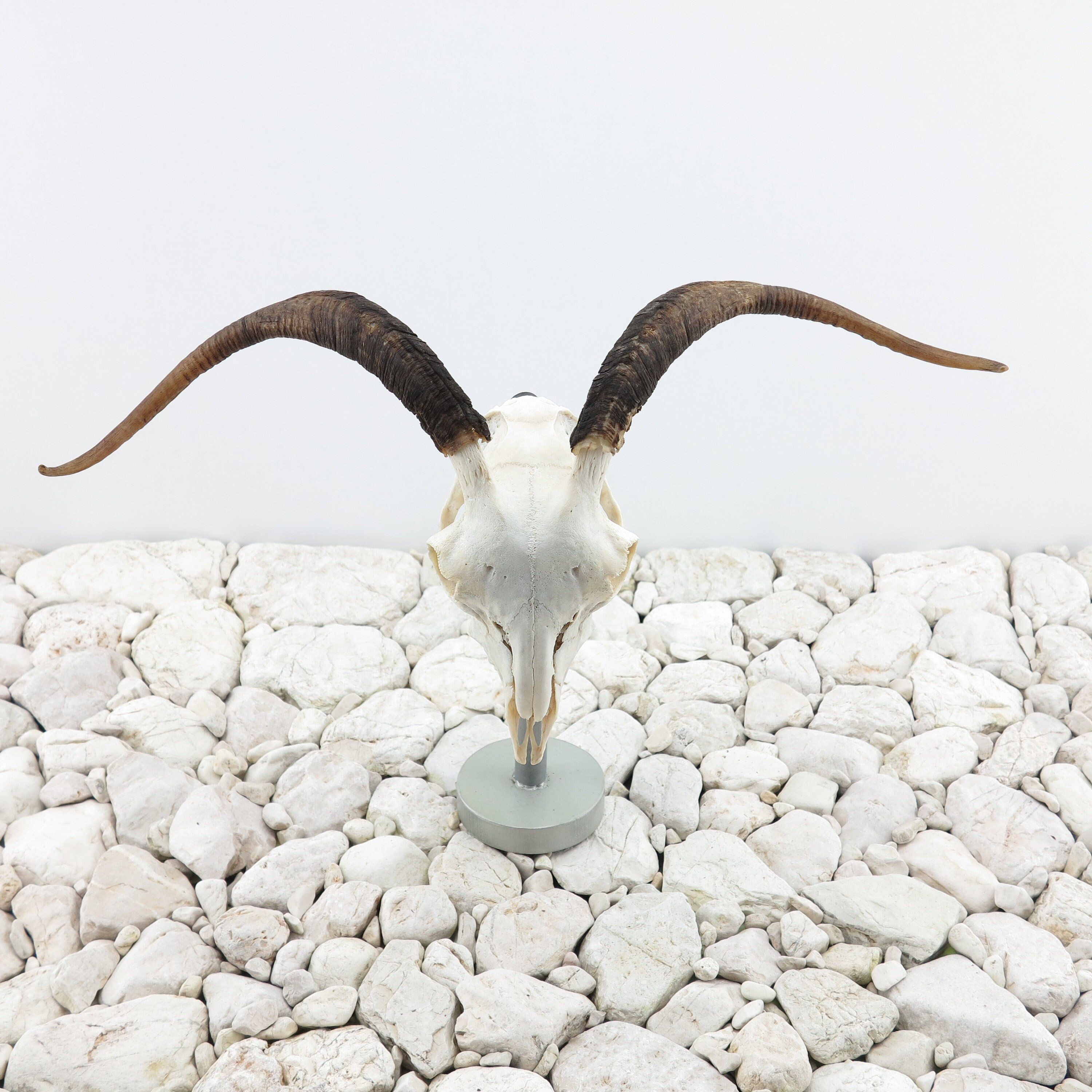 Female Goat Horns Breed Genetics More - aisrbmr