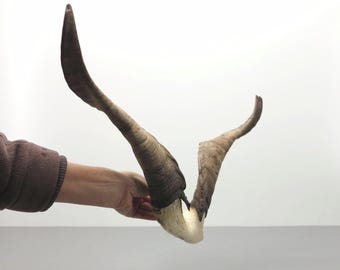 Goat Horns on Skull Fragment • Medium Size • Provocative Shape