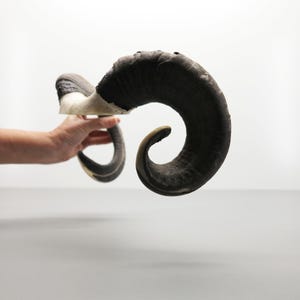 May include: A pair of large, curved ram horns featuring a dark, textured black surface that transitions into a smooth, off-white base. The horns are shaped in a distinct spiral pattern, showcasing natural ridges and a solid, sturdy structure.