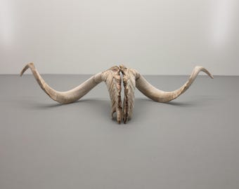 Gethorn • 80–90 cm längd • Monumental storlek