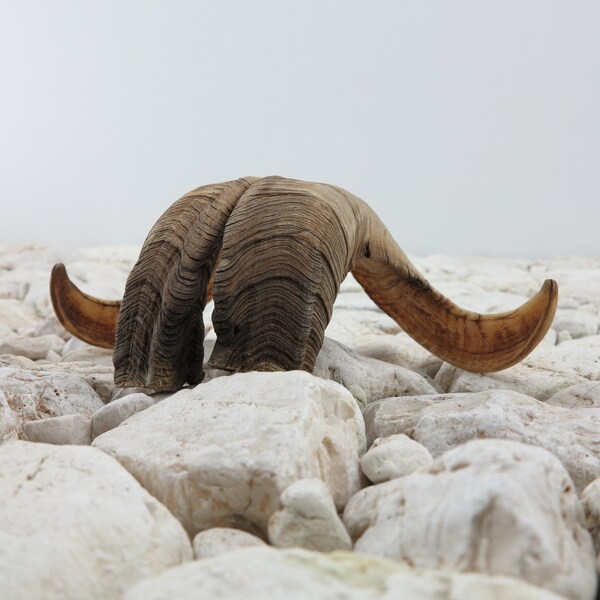 Ram Horns • Compact Size • Light