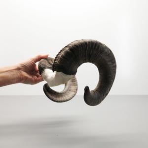 Peut inclure: Une paire de cornes de bélier incurvées, avec un extérieur brun foncé et une base plus claire, de couleur crème. Les cornes sont tenues par une main, mettant en valeur leur texture et leur forme naturelles. Un objet décoratif unique.