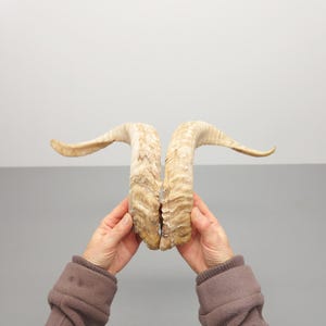 May include: A pair of natural, curved animal horns with a textured, ridged surface. The horns are light beige and tan in color, featuring a spiraled, organic shape that tapers toward the ends. The surface shows natural variations and ridges.