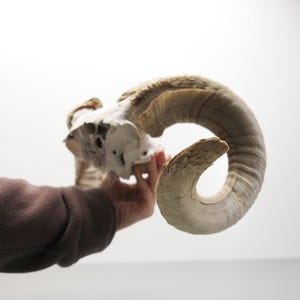 Ram Horns on Skull Fragment • Grand Size • Light