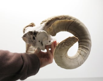 Ram Horns on Skull Fragment • Grand Size • Light