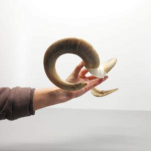 Ram Horns on Skull Fragment • Medium Size • Light