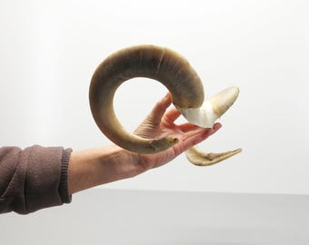 Ram Horns on Skull Fragment • Medium Size • Light